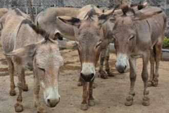 परम्परागत चिनियाँ औषधि बनाउन प्रत्येक वर्ष मारिन्छन् लाखौँ गधा